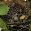 Cardinal Eggs in Nest