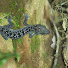 Grooved Bent-toed Gecko