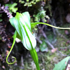 Tutukiwi / Greenhood Orchids