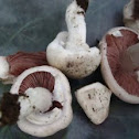 Agaricus campestris (Meadow or False Meadow mushroom)
