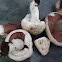 Agaricus campestris (Meadow or False Meadow mushroom)