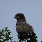 brownsnake eagle