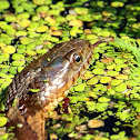 Northern watersnake