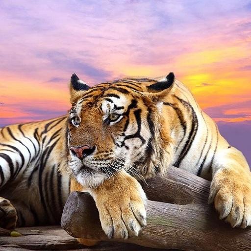 Wild Animals HD Live Wallpaper LOGO-APP點子