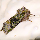 Noctuid Moth