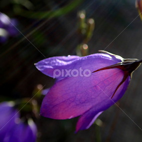 Blue  by Donald Henninger - Novices Only Flowers & Plants