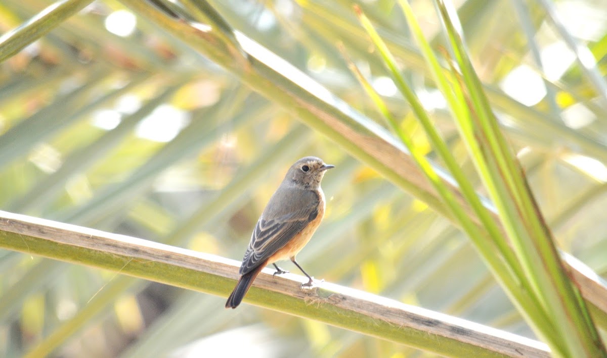 Pied wheatear