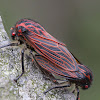 Red-veined Leafhopper