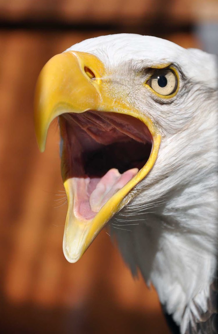 A bald eagle near Anchorage, Alaska.