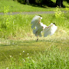 American White Ibis