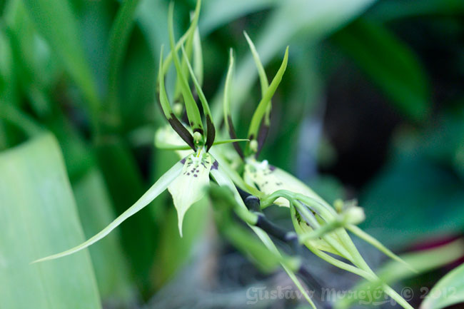 Gireoud's Brassia Orchid