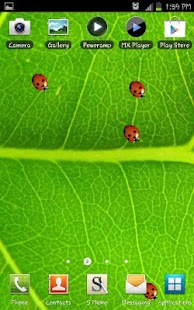 Download Ladybugs Live Wallpaper APK for Android