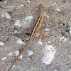 Female brown anole