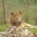 Great Indian Lion