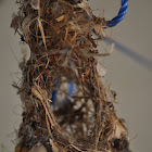 Nest of Sunbird