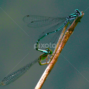 love by Bikash Roy - Animals Insects & Spiders