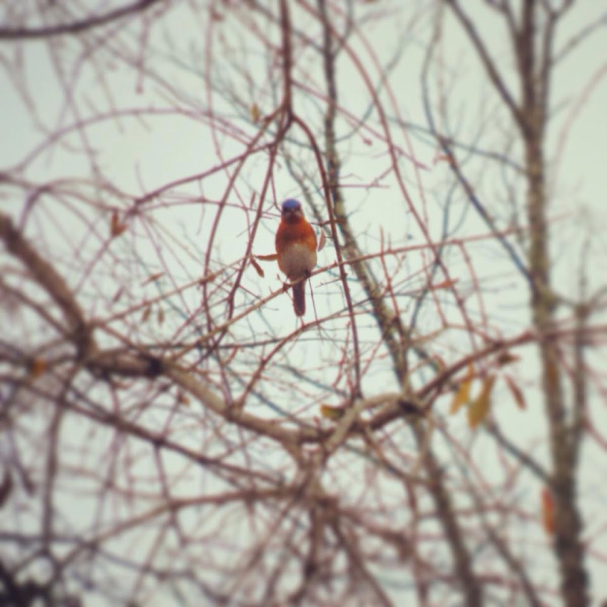 Eastern Bluebird