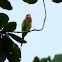 Red Breasted Parakeet