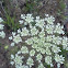 Queen Anne's Lace