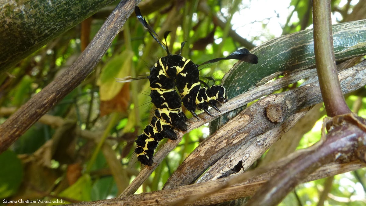 Tinolius Moth Caterpillar