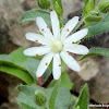 Star chickweed