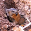 Pocket Gopher