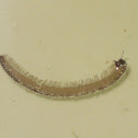 Millipede