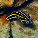 Six-lined Soapfish