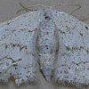 Dot-lined Wave Moth