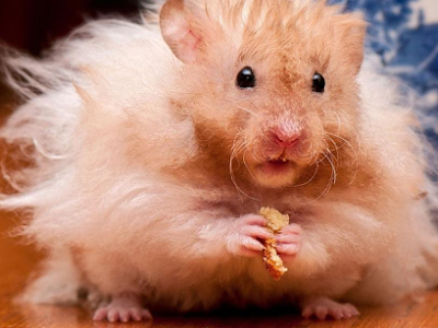 画像 おもしろ ハムスター 壁紙 658926