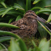 NZ Snipe (Auckland Is Sub)