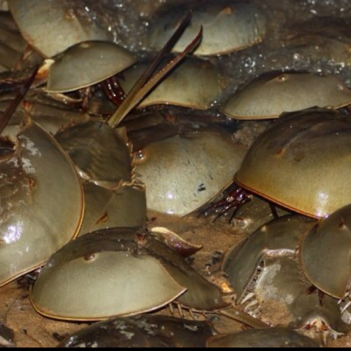 Atlantic Horseshoe crab