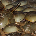 Atlantic Horseshoe crab