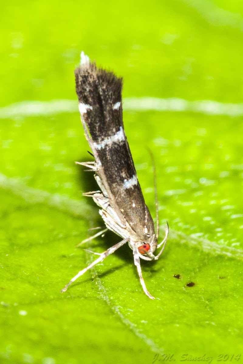 Cosmopterix Moth