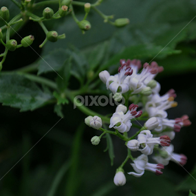 2014 !o pata de culoare... , in ploaie... ! by Anca Schipor - Flowers Flowers in the Wild