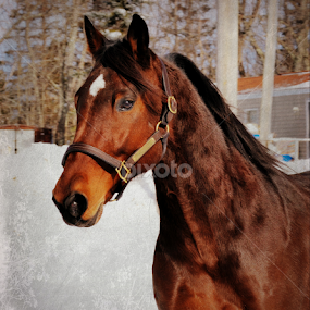 by Kirsi Bertolini - Animals Horses