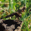 Common Whitetail    female