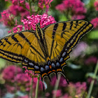 Two Tailed Swallowtail