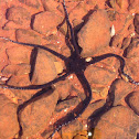 brittle star ( yılan yıldızı )