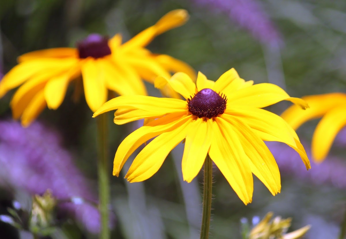 Black-eyed Susan