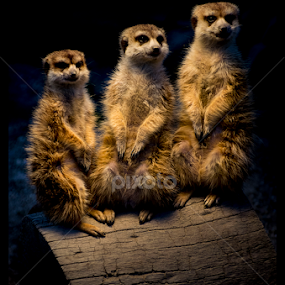 by Petar Tudja - Animals Other Mammals