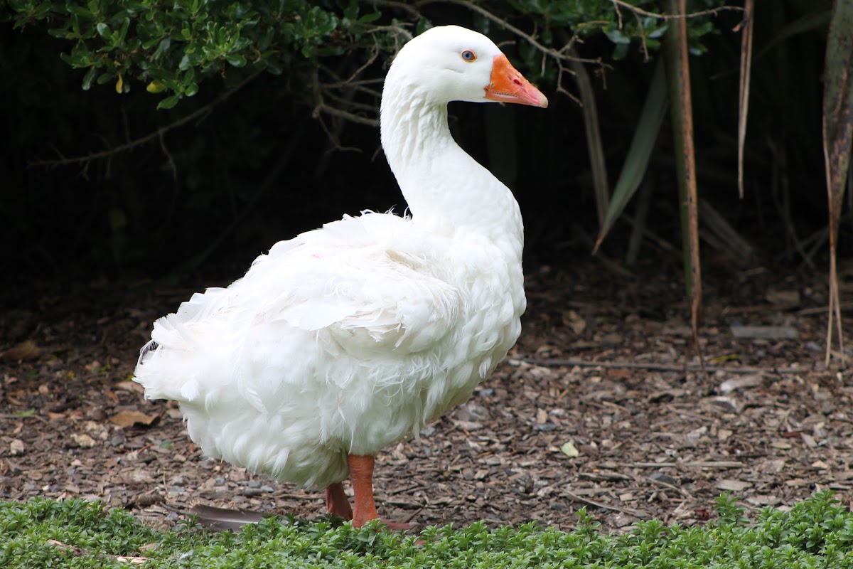 Sebastopol Goose