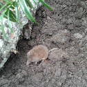 Bosspitsmuis (Shrew in English)