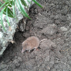 Bosspitsmuis (Shrew in English)