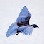 Rock Dove (rock pigeon)