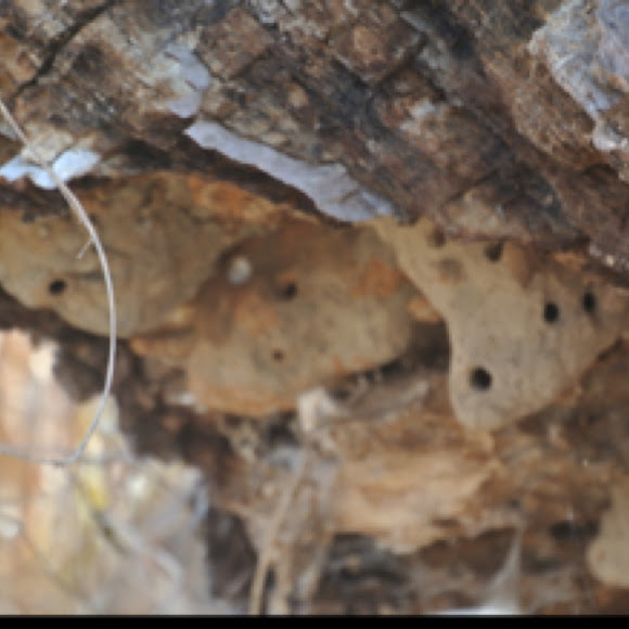 Mud dauber nests Project Noah