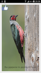 How to download Симулятор дятла! 1.0 apk for bluestacks