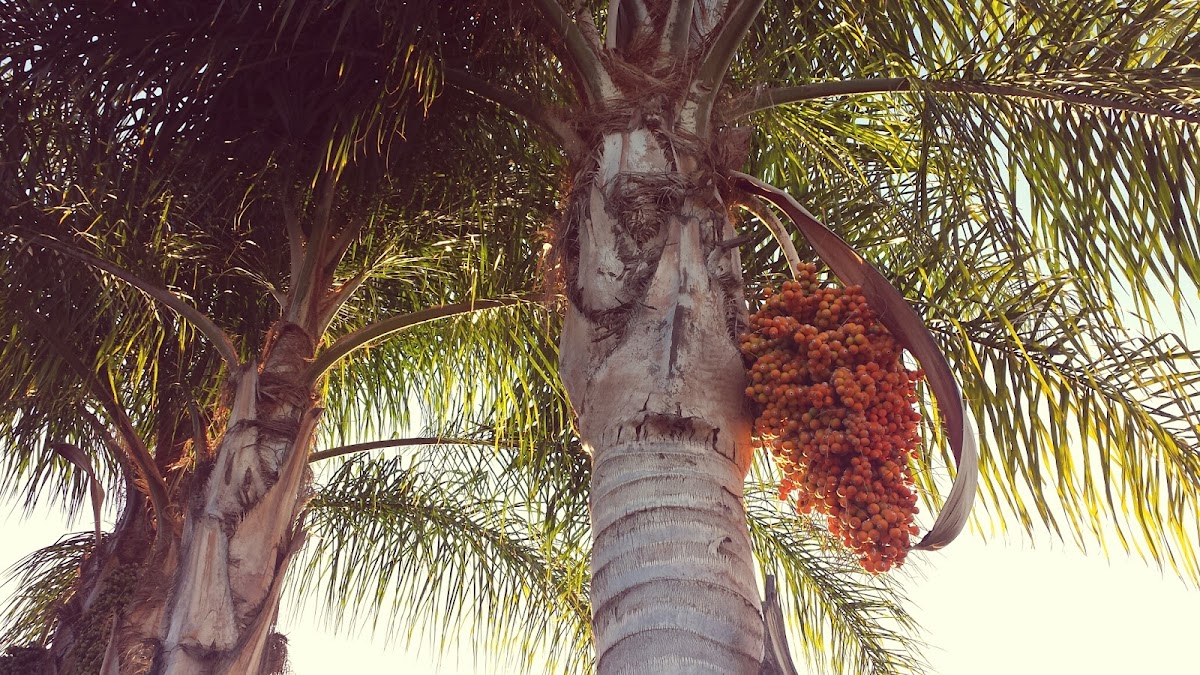 Date Palm