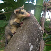 chucha - Zarigüeya orejiblanca - White-eared Opossum