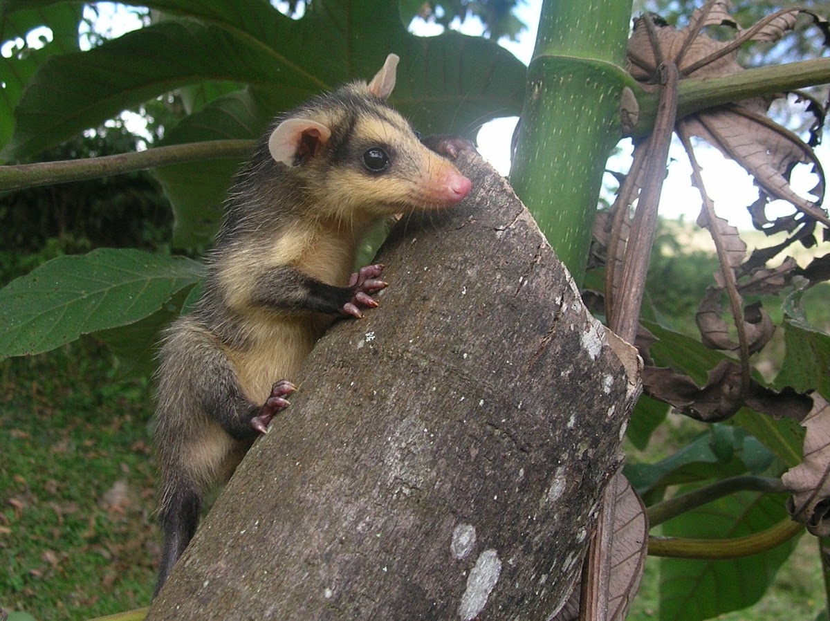chucha - Zarigüeya orejiblanca - White-eared Opossum